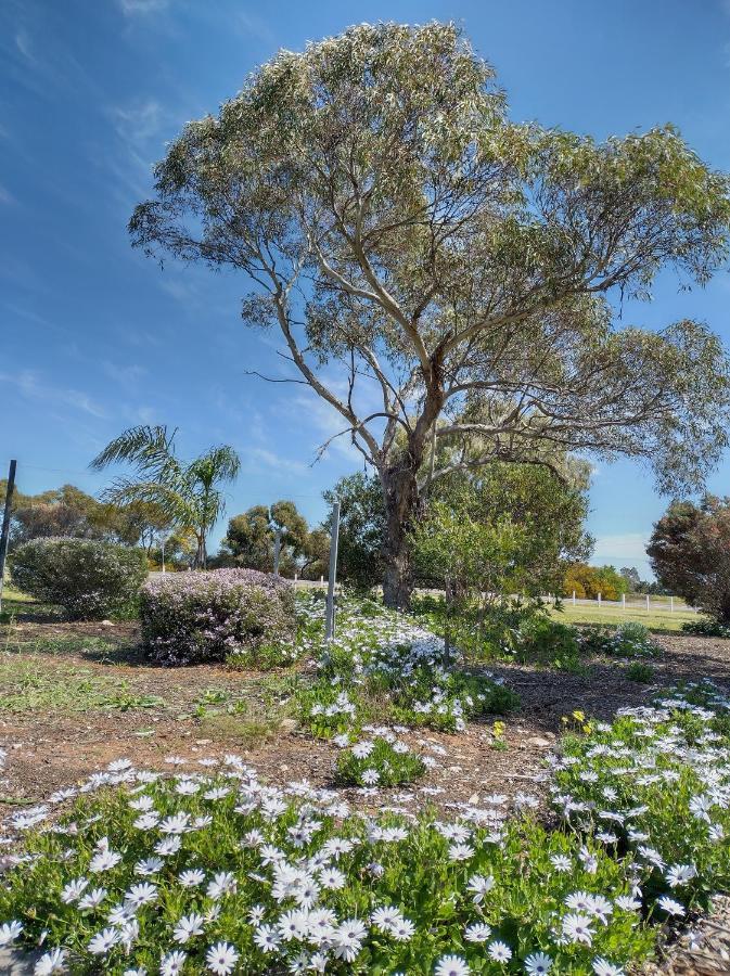 Murray Bridge Motor Inn Экстерьер фото